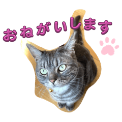 [LINEスタンプ] アメショぽんず2
