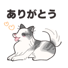 [LINEスタンプ] ボーダーコリーのあおくん