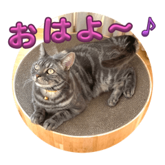 [LINEスタンプ] アメショぽんずの日常2