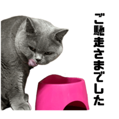 [LINEスタンプ] りんすず ねこちゃん