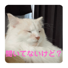 [LINEスタンプ] Nike/ニケ坊and Luna/ルナ 嬢 可愛い猫