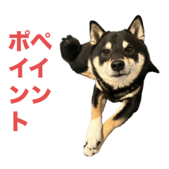 [LINEスタンプ] 黒柴もずくの意識高めなビジネス用語集