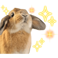 [LINEスタンプ] ホーランドロップイヤーいつものはる