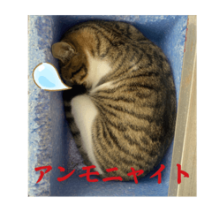 [LINEスタンプ] ねこねこしゅたんぷ3の画像（メイン）