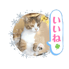 [LINEスタンプ] ちび猫たちのお喋り