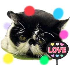 [LINEスタンプ] エキゾチックショートヘアの猫
