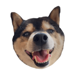 [LINEスタンプ] ぼくは黒柴