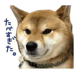 [LINEスタンプ] 柴犬ソラくん②