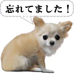 [LINEスタンプ] リアルなチワワのメッセージスタンプ2