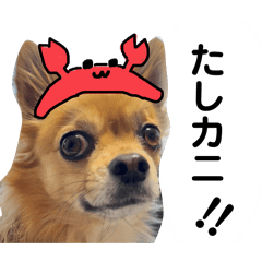 [LINEスタンプ] チワワのこめちゃん4