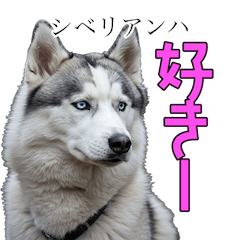 [LINEスタンプ] 犬種はこうやって覚えるスタンプ