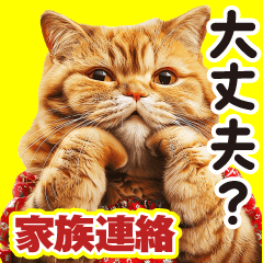 [LINEスタンプ] 猫ママ 【家族連絡】