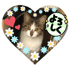 [LINEスタンプ] emiroppy   ( 猫ちゃんスタンプ )