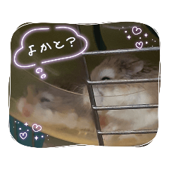 [LINEスタンプ] 仲良しぴくるすとねこ