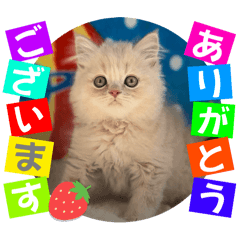 [LINEスタンプ] ねこまーち クッキークリームプリンス