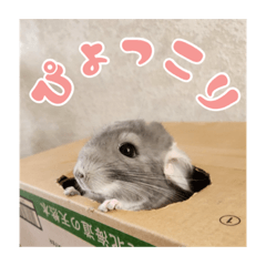 [LINEスタンプ] チンチラのぐりのすけ