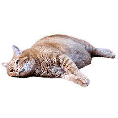 [LINEスタンプ] 落ちている猫