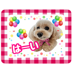 [LINEスタンプ] トイプーココラブリー11