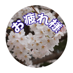 [LINEスタンプ] さくらのグリーティングスタンプ