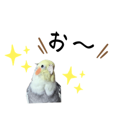 [LINEスタンプ] オカメインコきいちゃんの日常会話②の画像（メイン）
