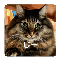 [LINEスタンプ] もふねこららぴの画像（メイン）