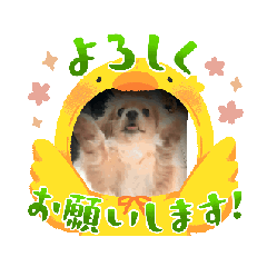 [LINEスタンプ] 毎日楽しいワンちゃん