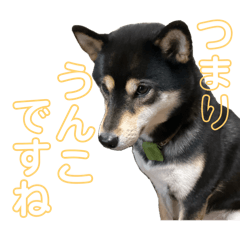 [LINEスタンプ] うんこな黒柴
