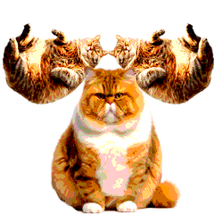 [LINEスタンプ] ボヨンボヨンする猫