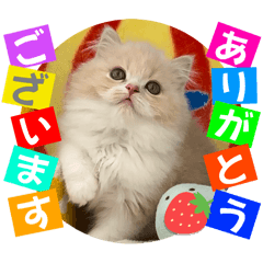 [LINEスタンプ] ねこまーち クッキークリームダイヤモンド