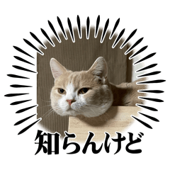 [LINEスタンプ] コロとピノのスタンプ①