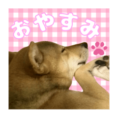 [LINEスタンプ] 柴犬の丸 【日本語】
