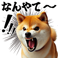 [LINEスタンプ] 日常会話☆柴犬☆関西弁☆喜怒哀楽