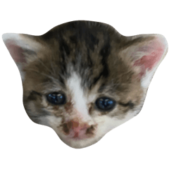 [LINEスタンプ] こぶぽちにゃかこてぶー
