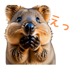 [LINEスタンプ] ハッピーアニマル_クオッカワラビー31