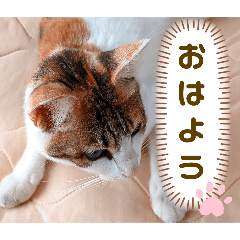 [LINEスタンプ] み〜ちゃんの基本の4つのあいさつ