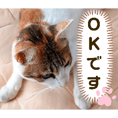 [LINEスタンプ] み〜ちゃんの日常会話と気持ちのスタンプ