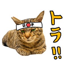 [LINEスタンプ] 2024日本ネコスク•街ねこ名前スタンプ