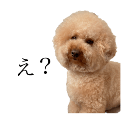 [LINEスタンプ] 喧嘩売ってる犬の画像（メイン）
