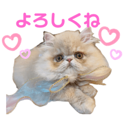 [LINEスタンプ] はなぺちゃねこのらい♡♡♡
