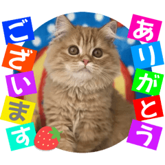 [LINEスタンプ] ねこまーち モコモコクリスタル