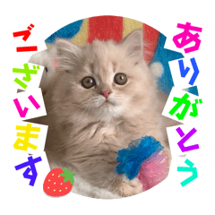 [LINEスタンプ] ねこまーち クッキークリームプラチナム