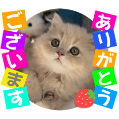 [LINEスタンプ] ねこまーち クッキークリーム プリンセス