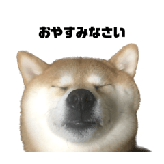 [LINEスタンプ] 柴犬トキ3