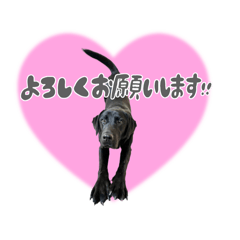 [LINEスタンプ] 黒ラブのなぎちゃん