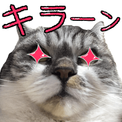 [LINEスタンプ] 立ち耳スコティッシュのタマちゃん4