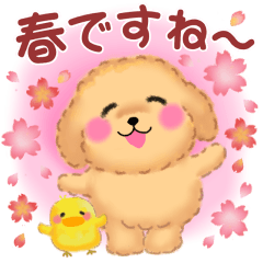 [LINEスタンプ] かわいいトイプードル❤️春