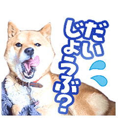 [LINEスタンプ] ゴンといっしょ