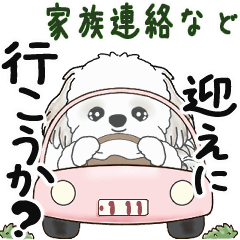 [LINEスタンプ] 動くシーズー犬 2025 「家族連絡など」5