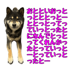 [LINEスタンプ] 博多弁 福岡方言 黒柴とシーズーコンビ