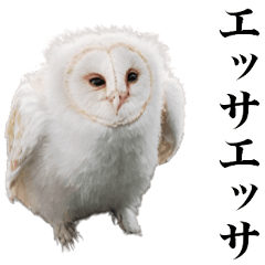 [LINEスタンプ] メンフクロウの赤ちゃん